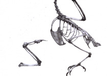 Fernando Po Olive Greenbul