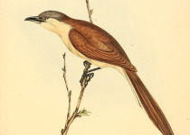 Ferruginous Cuckoo
