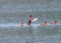 Ferruginous Duck