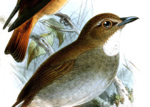 Ferruginous Flycatcher