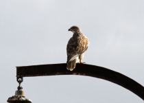 Ferruginous Hawk