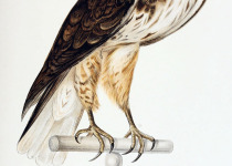 Ferruginous Hawk