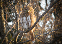 Ferruginous Pygmy Owl