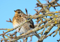 Fieldfare