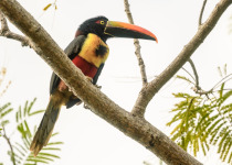 Fiery-billed aracari