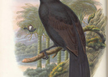 Fiery-browed Starling