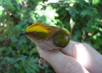 Fiery-capped Manakin