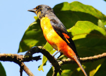 Fiery Minivet