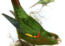 Fiery-shouldered Conure
