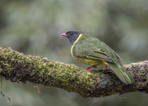 Fiery-throated Fruiteater