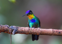 Fiery-throated Hummingbird