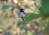 Fiery-throated Hummingbird