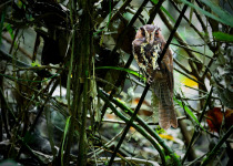 Fiji owlet-nightjar
