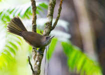 Fiji Shrikebill