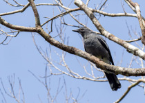 Fiji Wattled Honeyeater