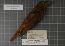 Fiji Wattled Honeyeater