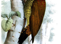 Fine-spotted Woodpecker