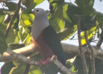 Finsch's Imperial Pigeon