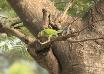 Finsch's Parakeet