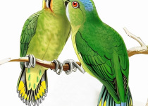 Finsch's pygmy parrot