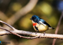 Fire-breasted Flowerpecker