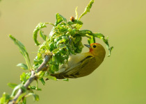 Fire-capped tit