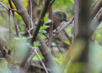 Fire-tailed Myzornis