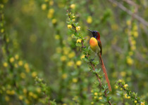 Fire-tailed sunbird