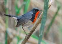Fire-throated Flowerpiercer