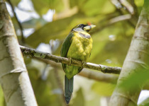 Fire-tufted barbet