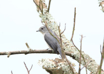Fischer's Flycatcher