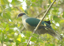 Fischer's Fruit Dove
