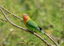 Fischer's Lovebird