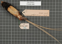 Fischer's Paradise Whydah