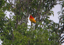 Flame Bowerbird