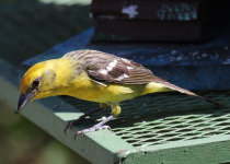 Flame-colored Tanager