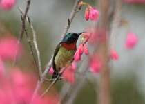 Flame-crowned Sunbird