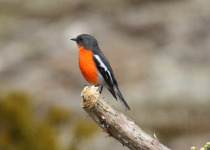 Flame Robin