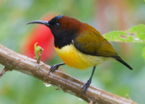 Flame-templed Sunbird