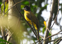 Flame-throated bulbul