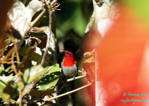 Flame-throated Sunbird