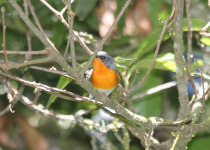 Flame-throated Warbler