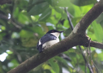 Flammulated Bamboo Tyrant