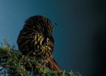 Flammulated Treehunter