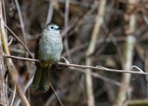 Flavescent Bulbul