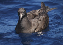 Flesh-footed Shearwater