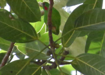 Flores hanging parrot