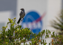 Florida Scrub-Jay