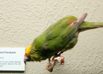 Forbes' parakeet
