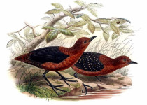 Forbes's Forest Rail